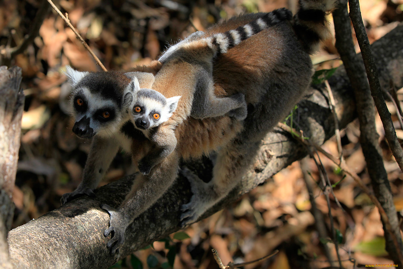 животные, лемуры, ветка, самка, детеныш