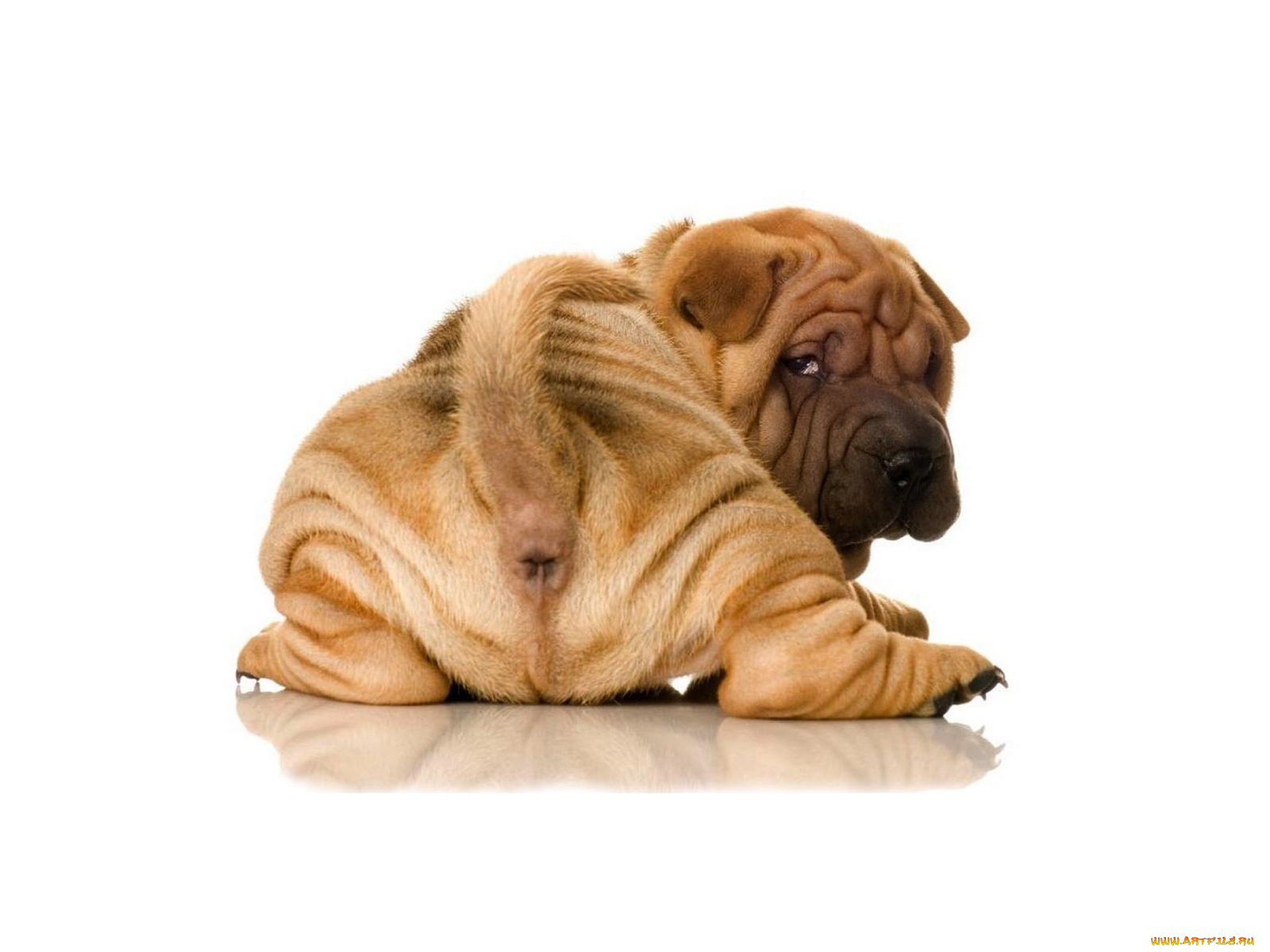 животные, собаки, щенок, шарпей