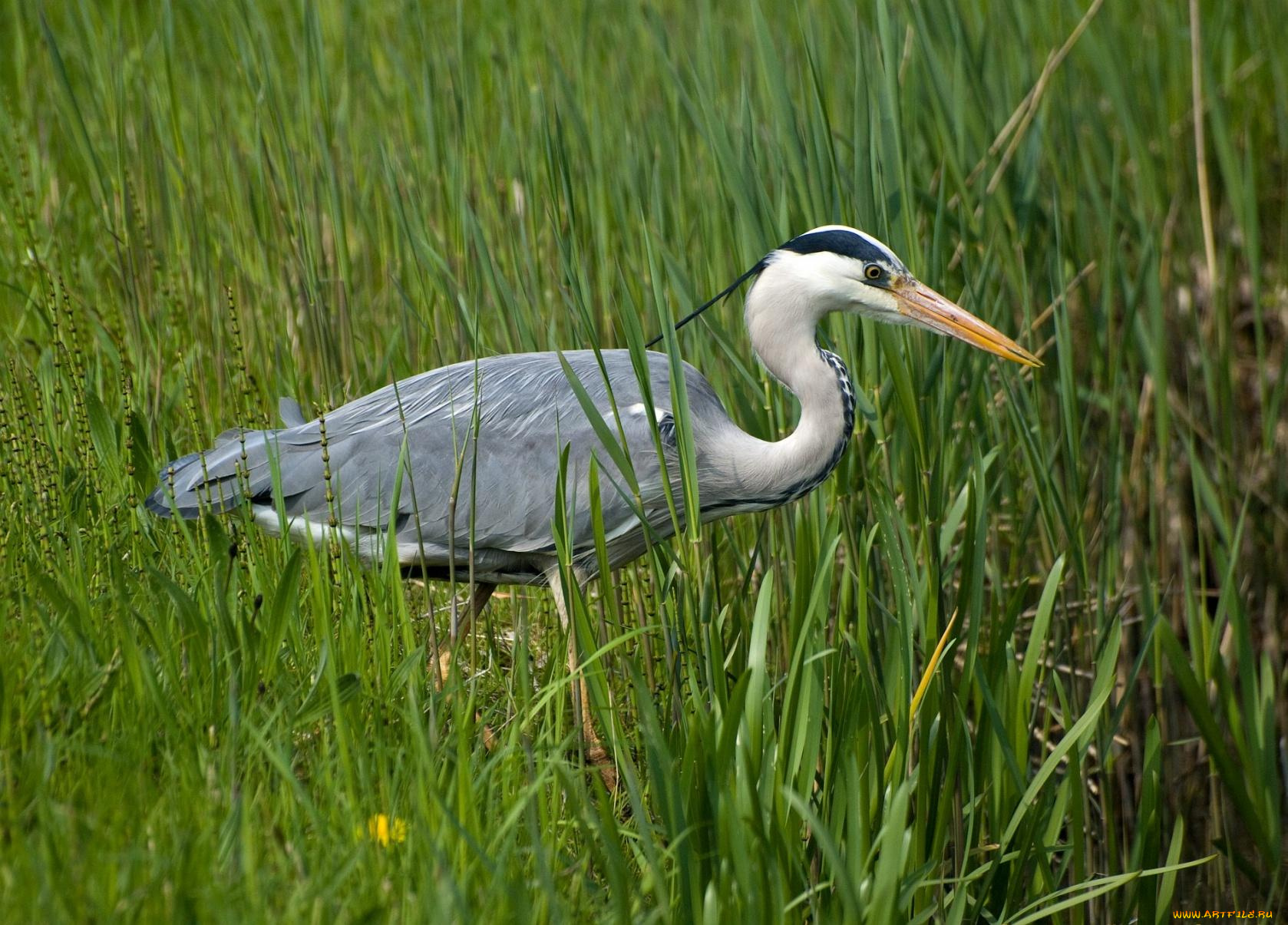 животные, цапли, трава