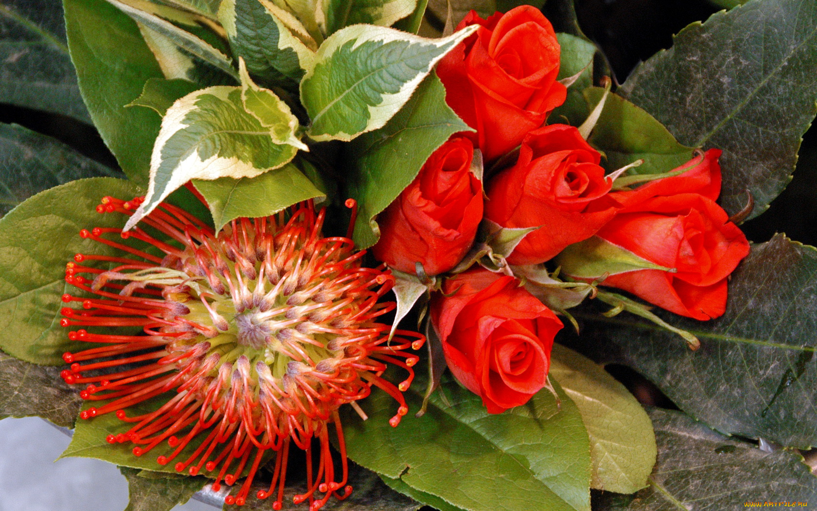 цветы, разные, вместе, зеленые, алые