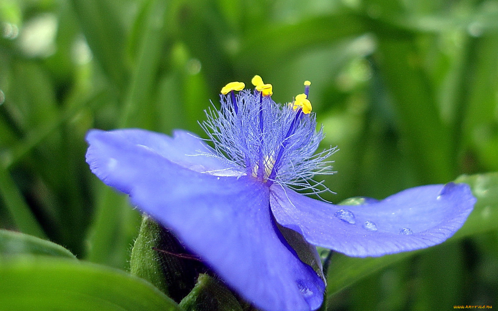 цветы, традесканции, синий