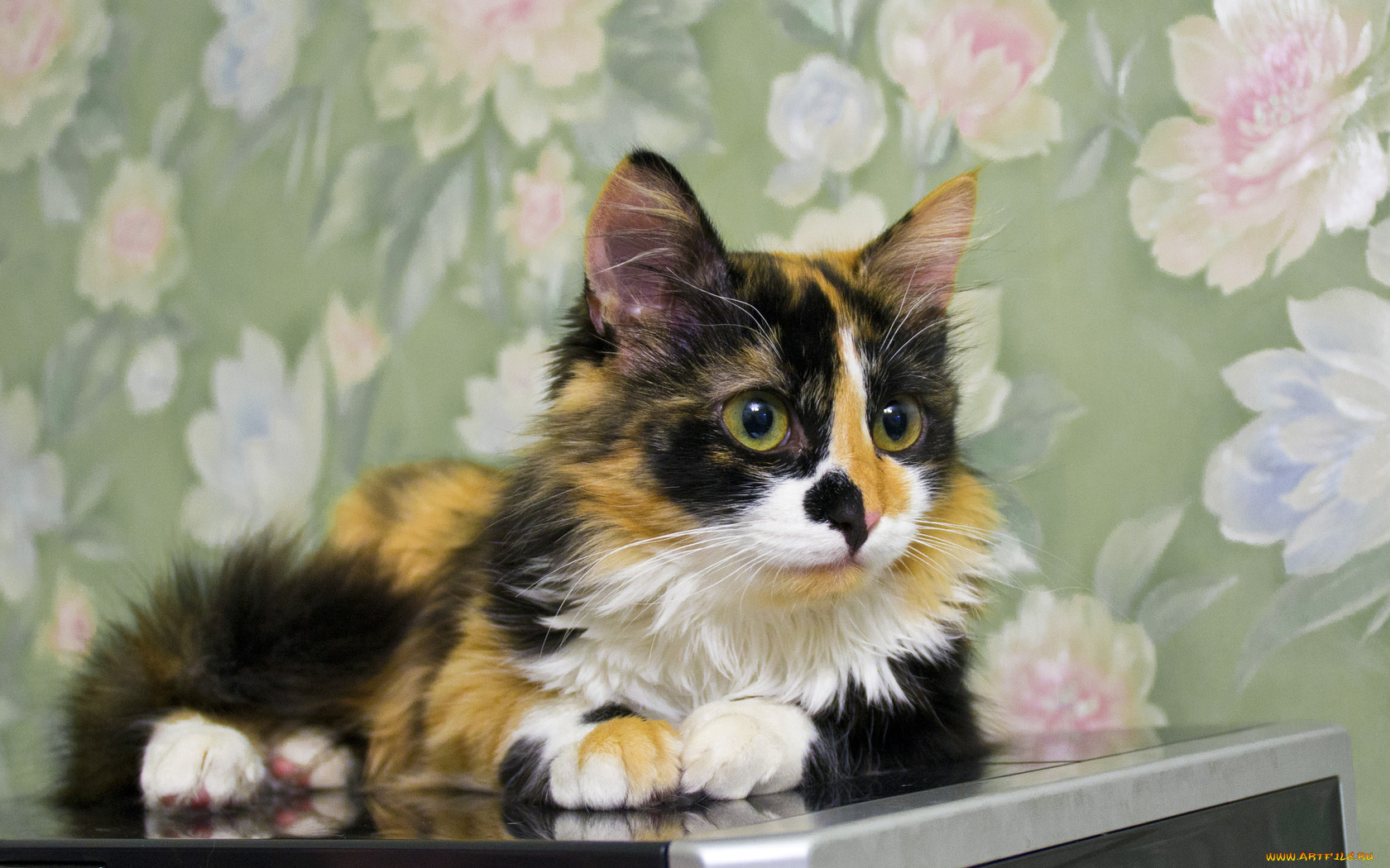 животные, коты, рыжие, пятна