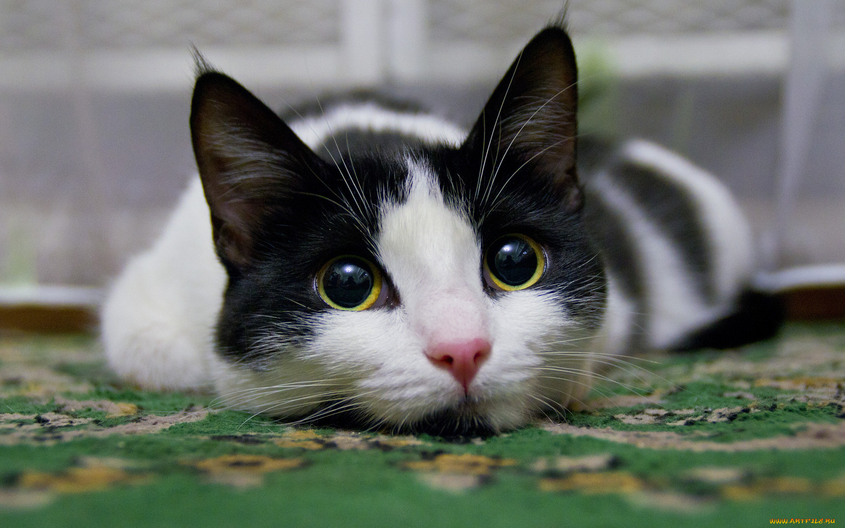 животные, коты, взгляд