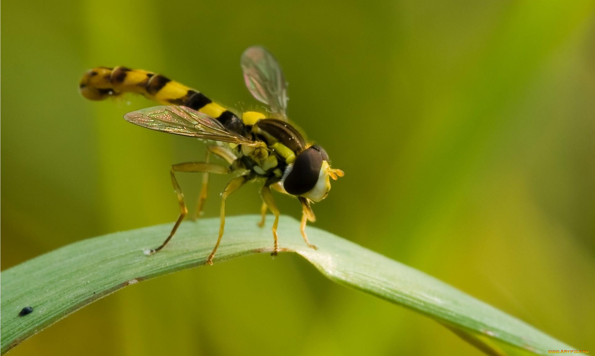 животные, насекомые, листочек