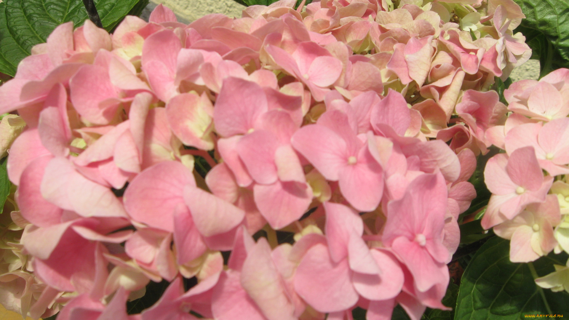 автор, varvarra, цветы, гортензия, нежные