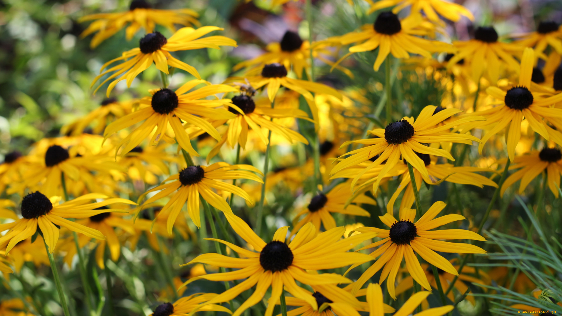автор, varvarra, цветы, рудбекия, желтые