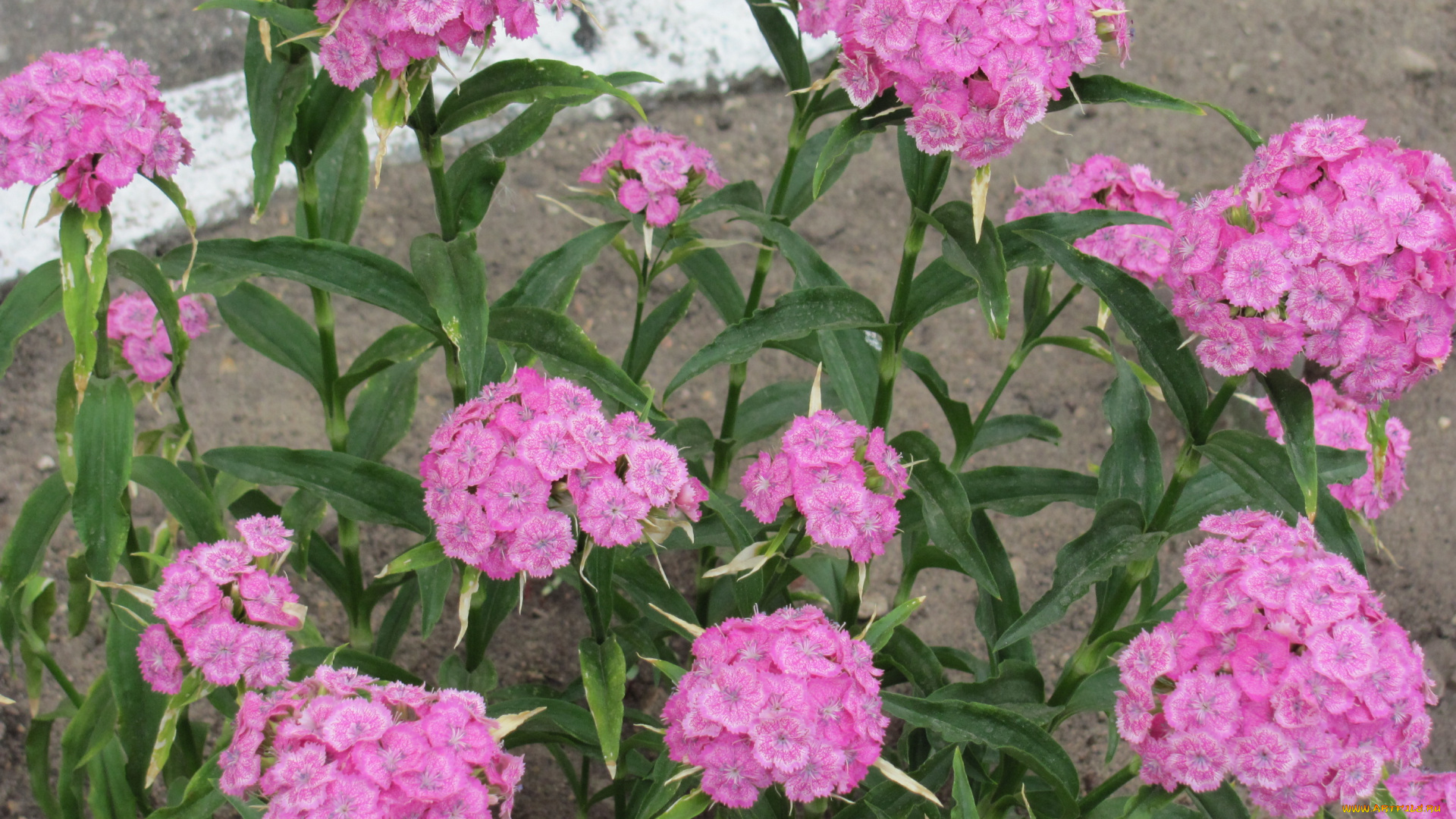 цветы, гвоздики, розовые