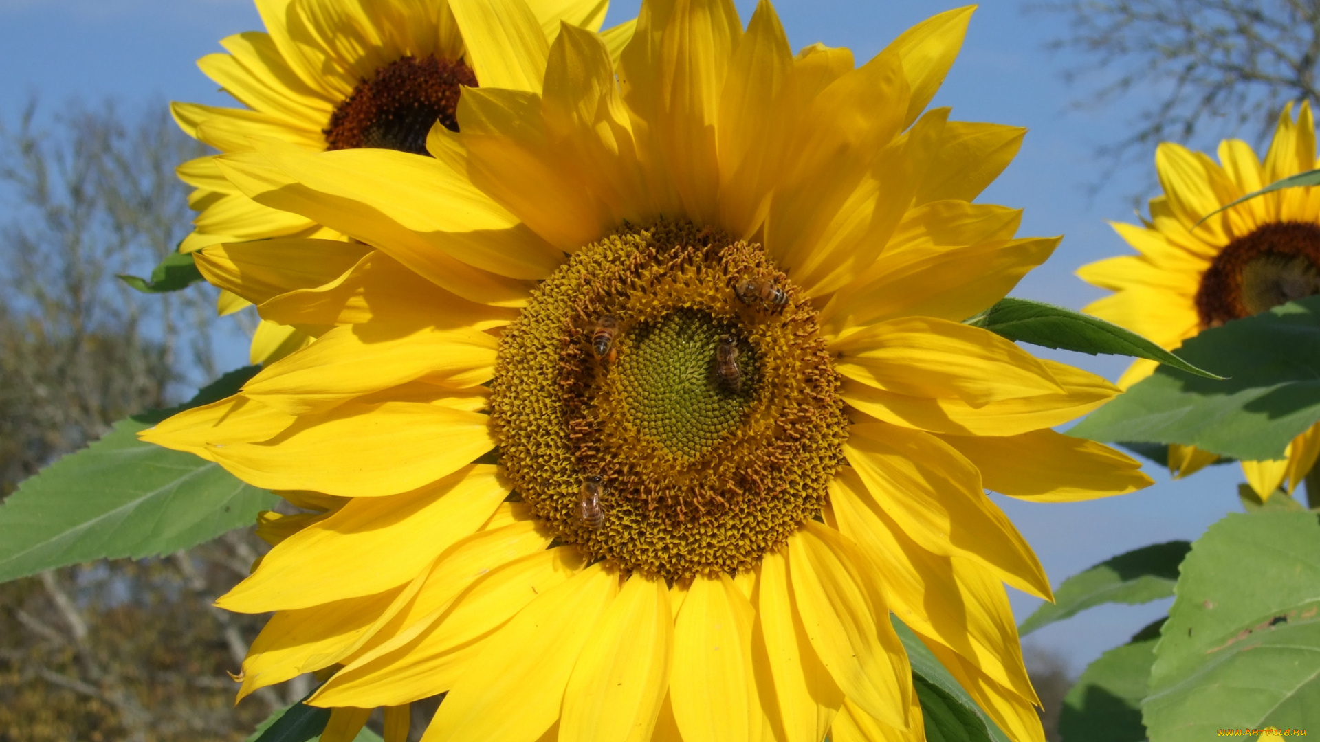 цветы, подсолнухи, листья, небо