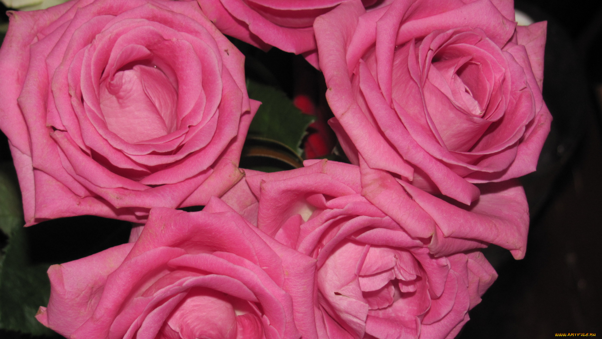 цветы, розы, розовые