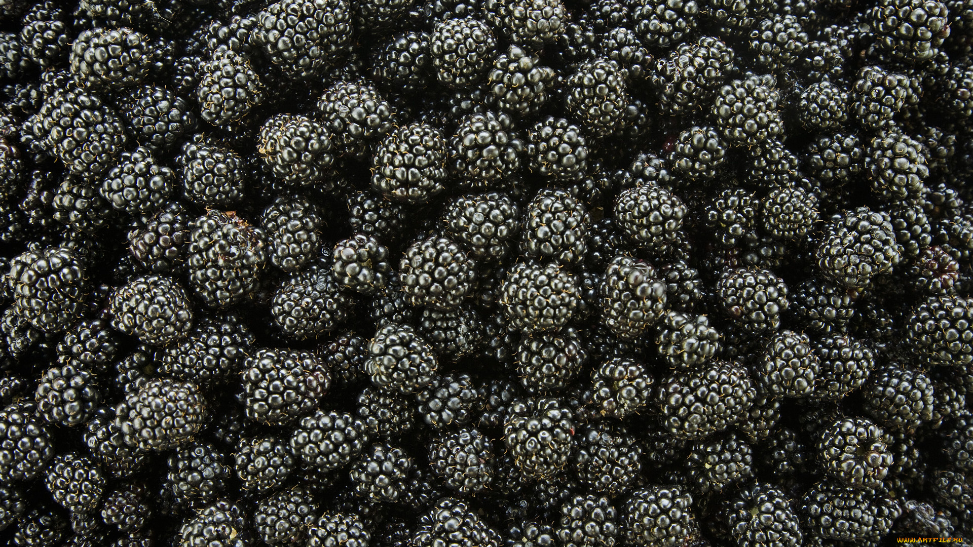 еда, ежевика, ягоды