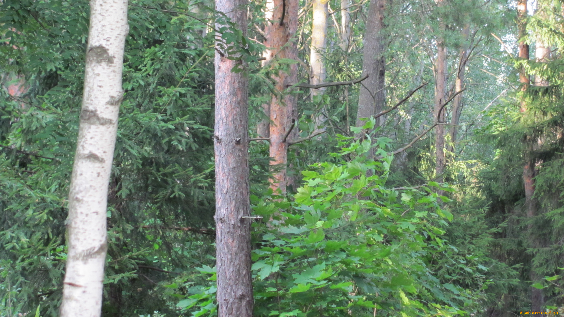 природа, лес, ели, клен, сосны