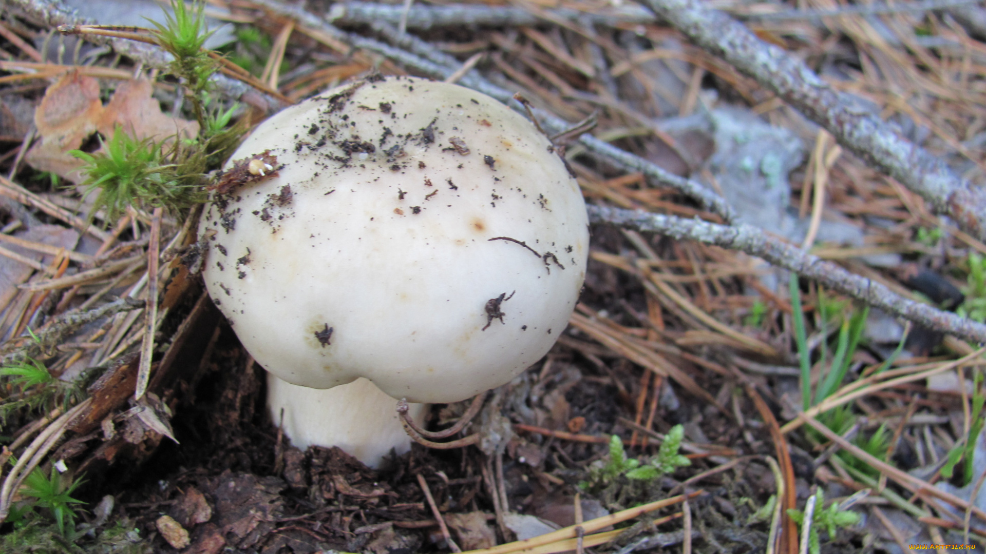 сыроежка, природа, грибы, иголки, ветки