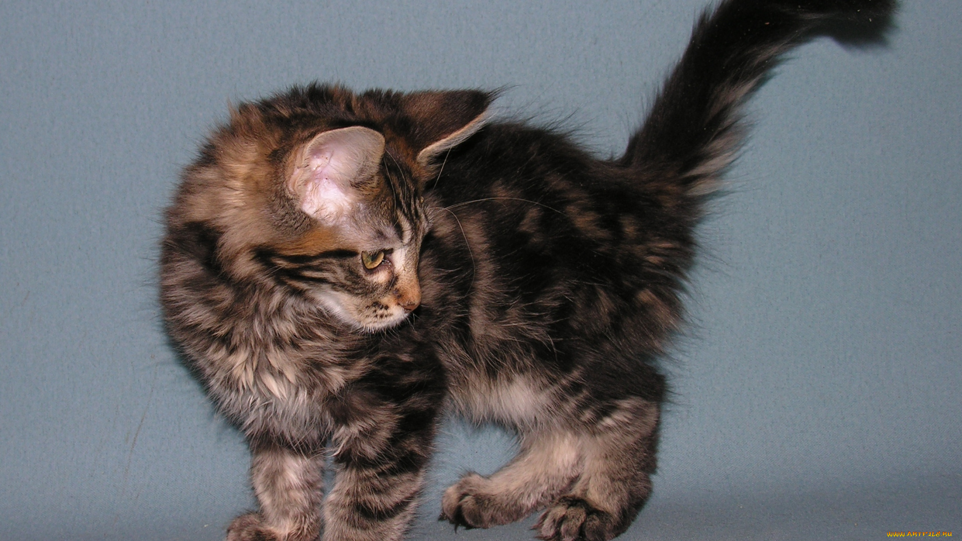 животные, коты, мейн-кун, котёнок