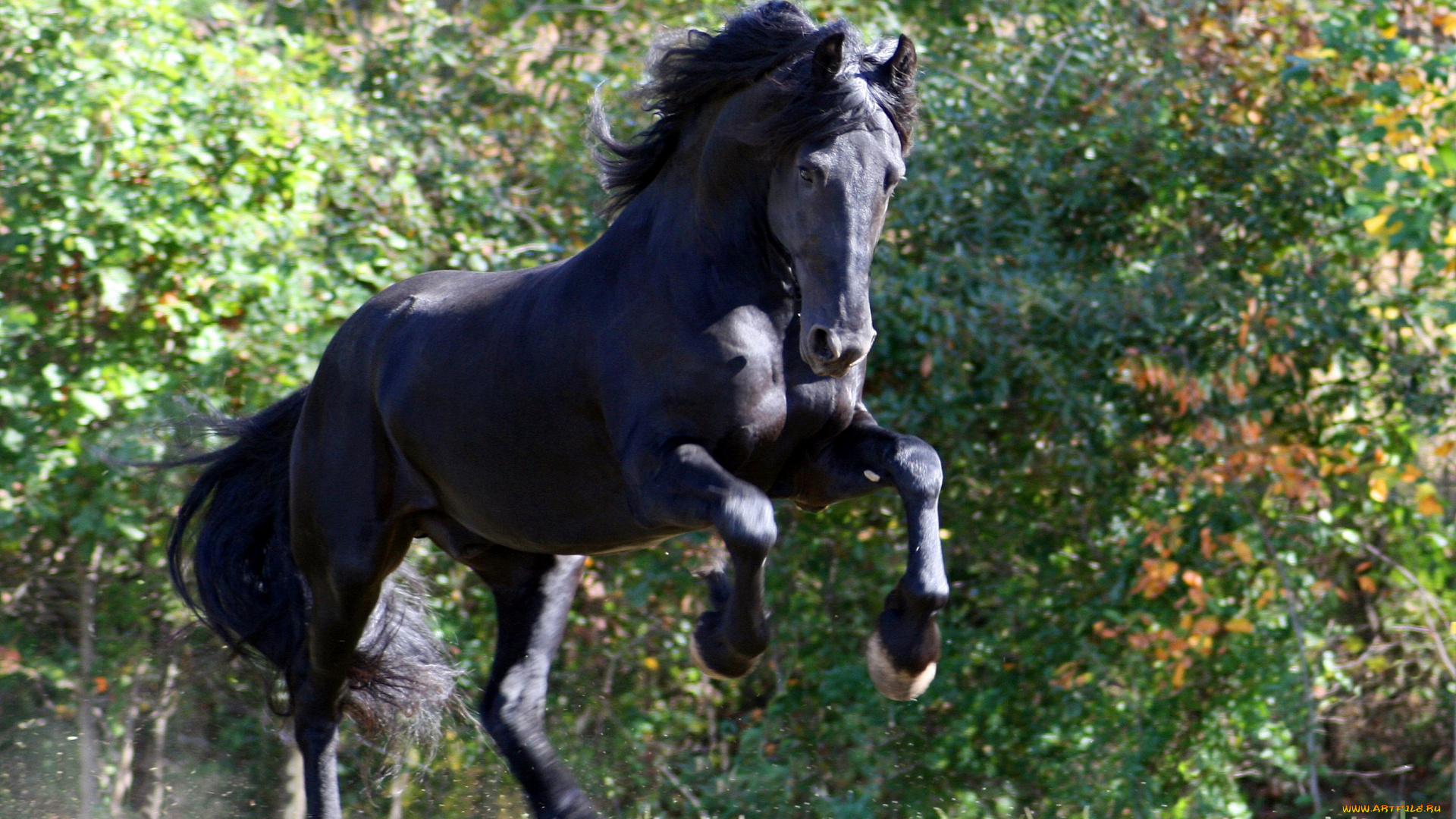 животные, лошади, конь, фриз, вороной
