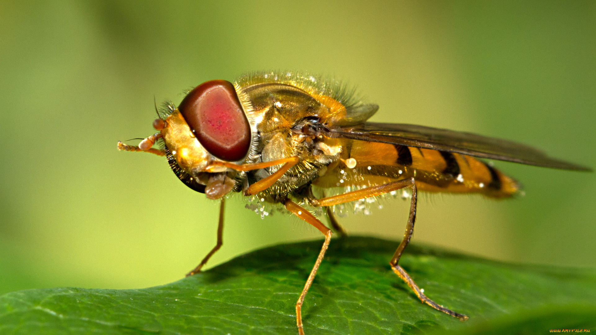 животные, пчелы, осы, шмели, макро