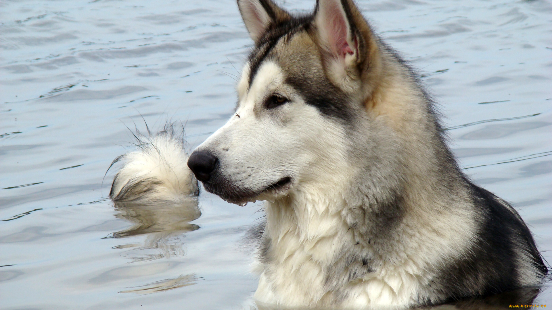 животные, собаки, лайка, хаски, собака