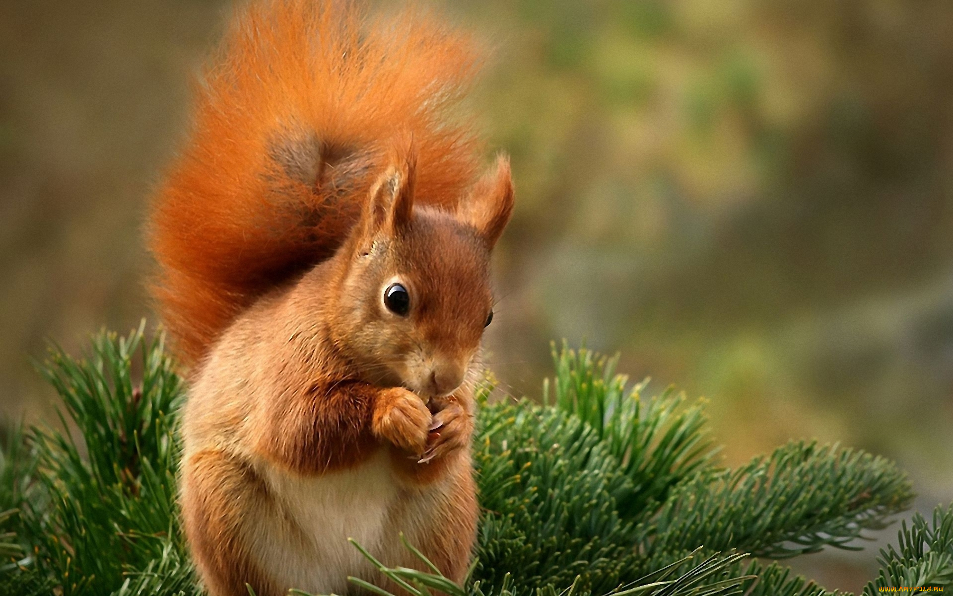 животные, белки, белка