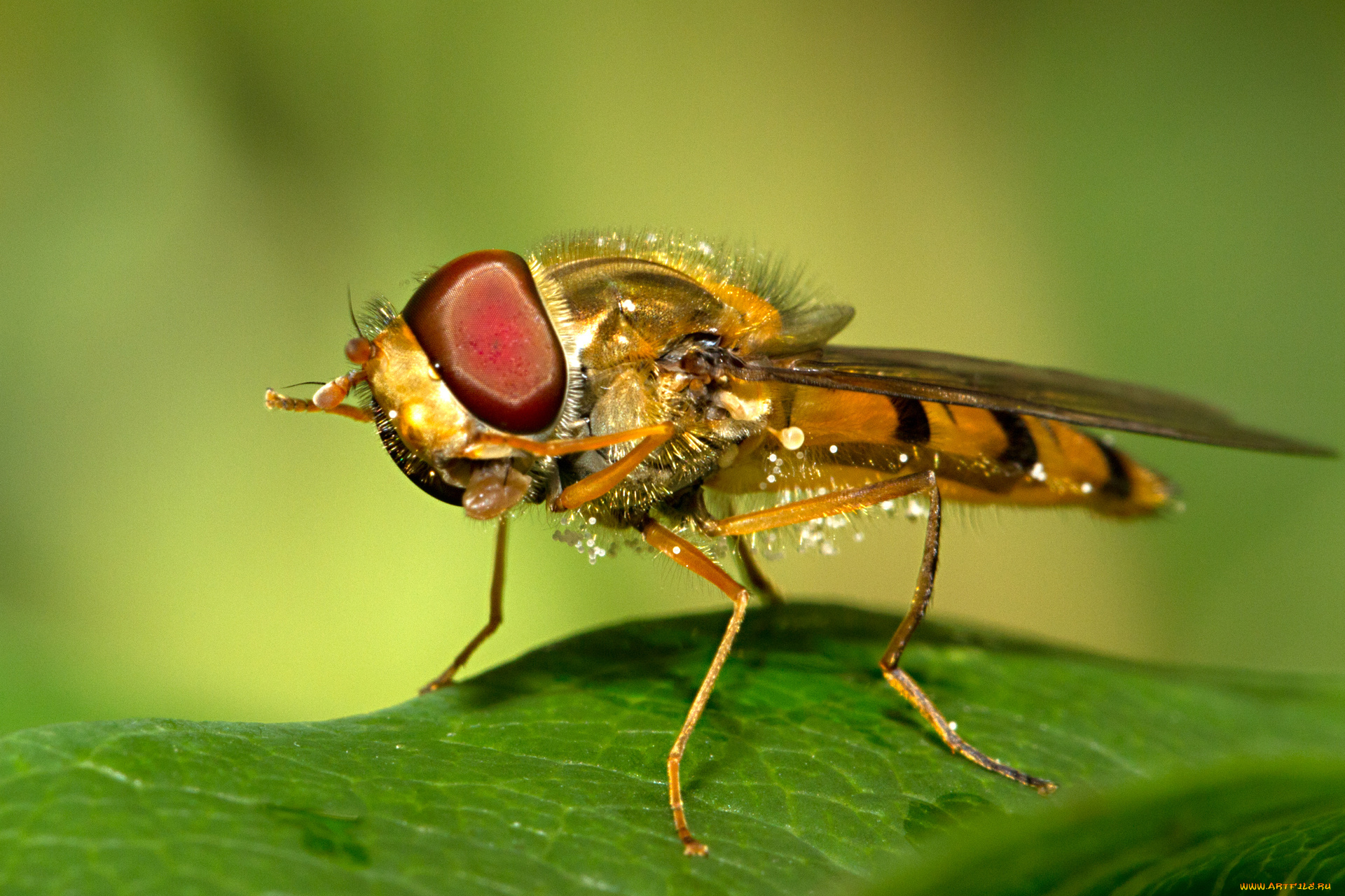 животные, пчелы, осы, шмели, макро