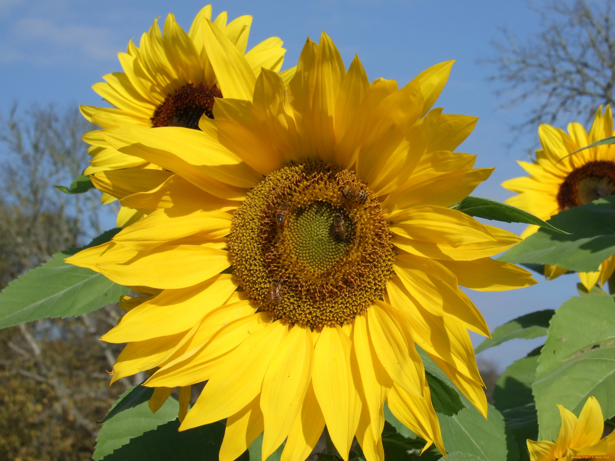 цветы, подсолнухи, листья, небо