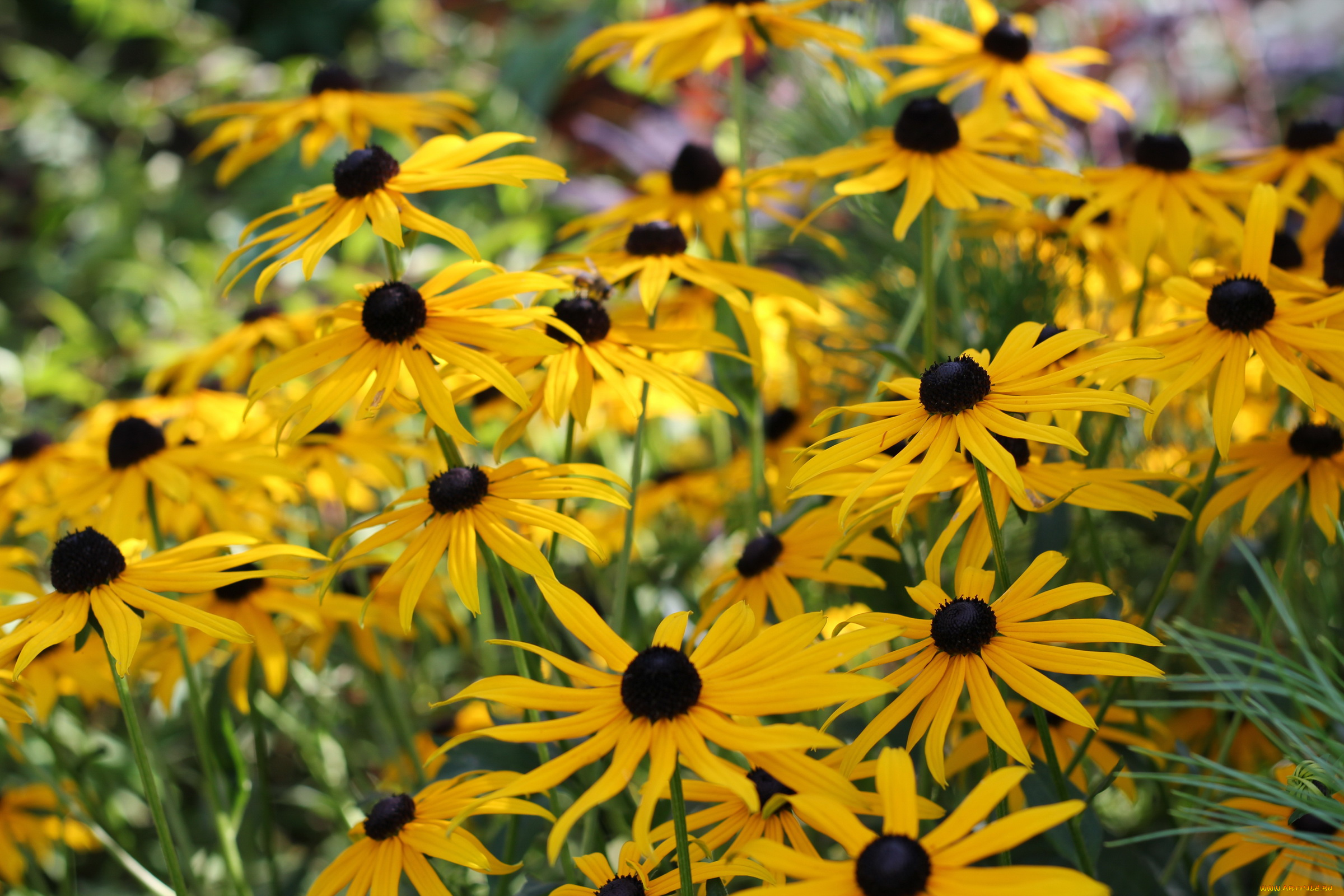 автор, varvarra, цветы, рудбекия, желтые