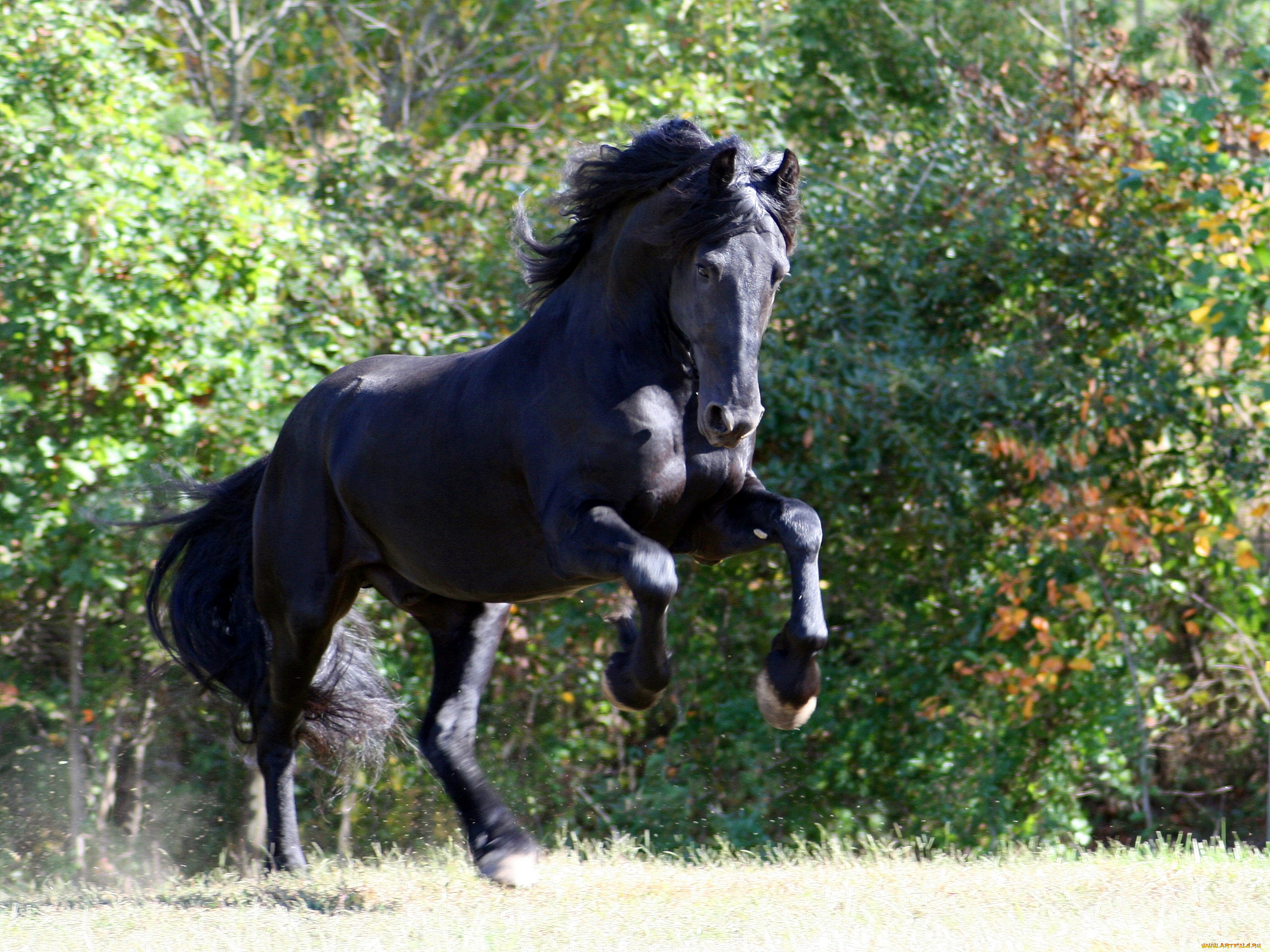 животные, лошади, конь, фриз, вороной