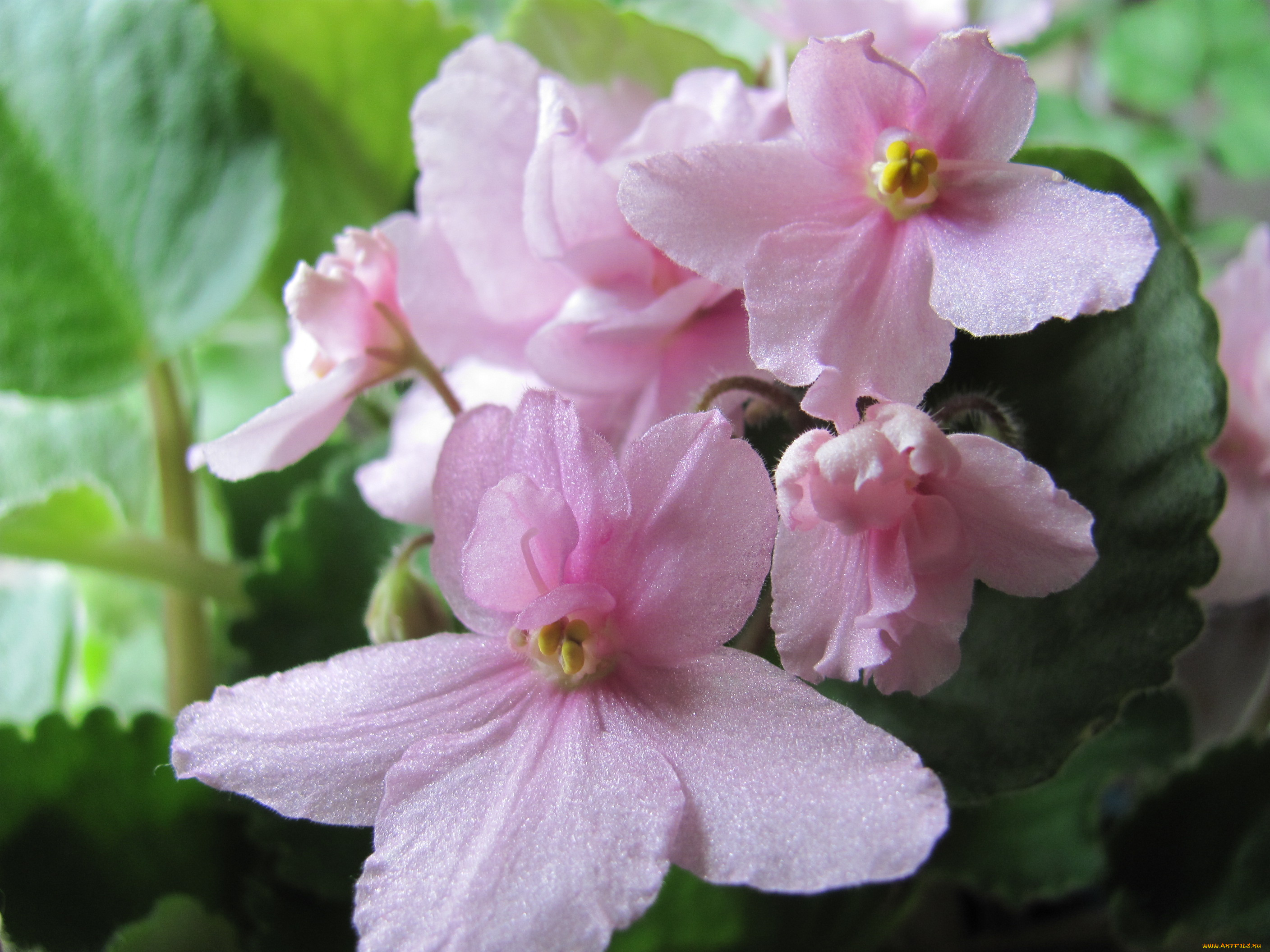 цветы, фиалки, розовые, нежные