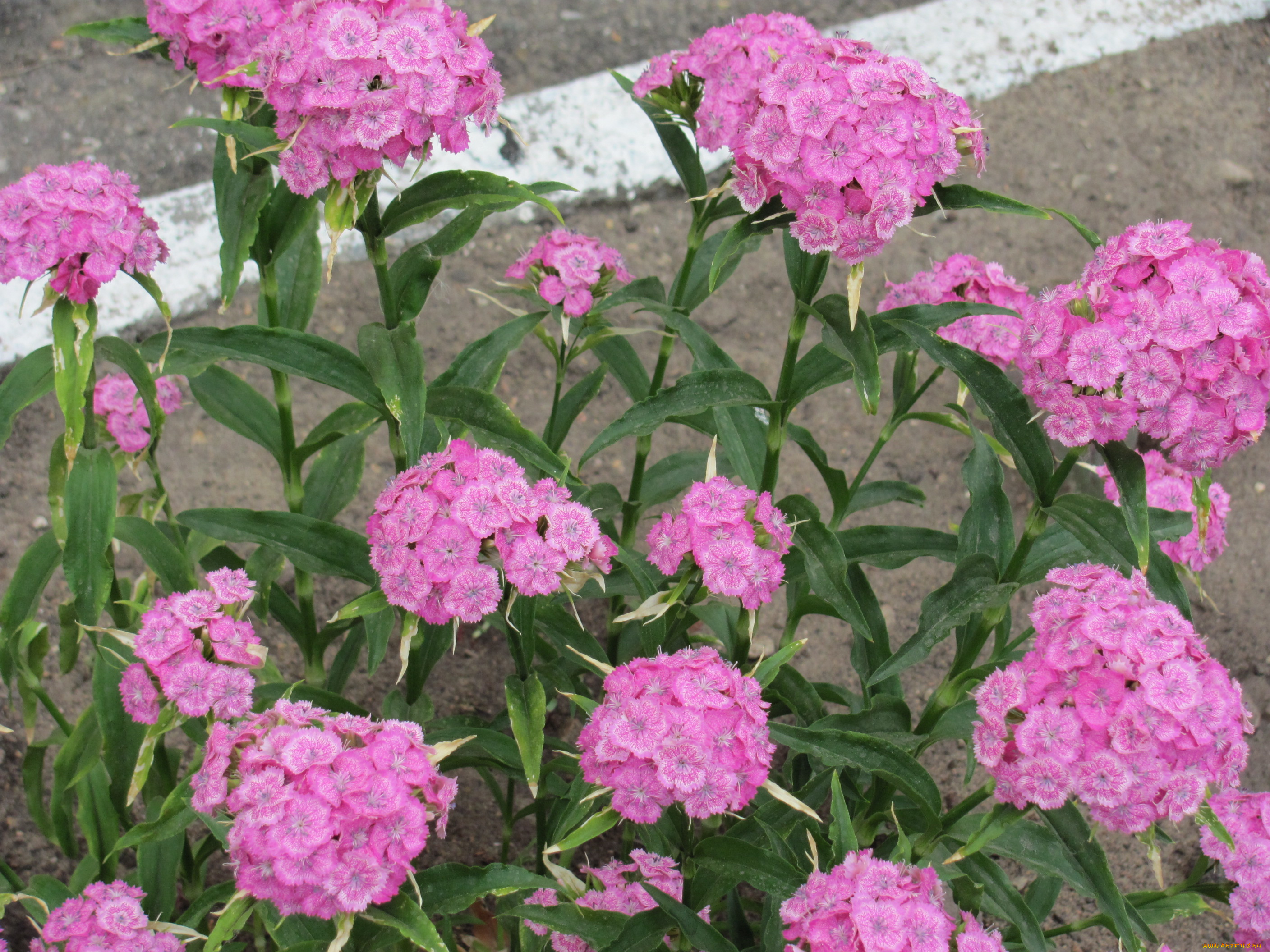 цветы, гвоздики, розовые