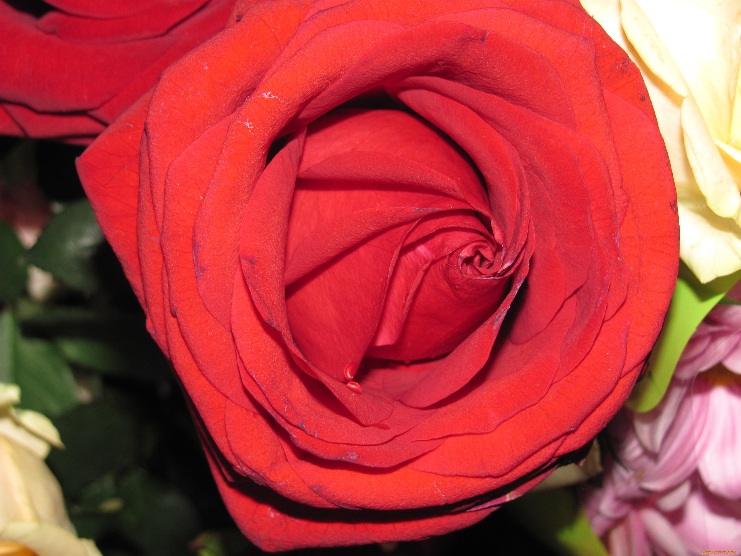 цветы, розы, красная