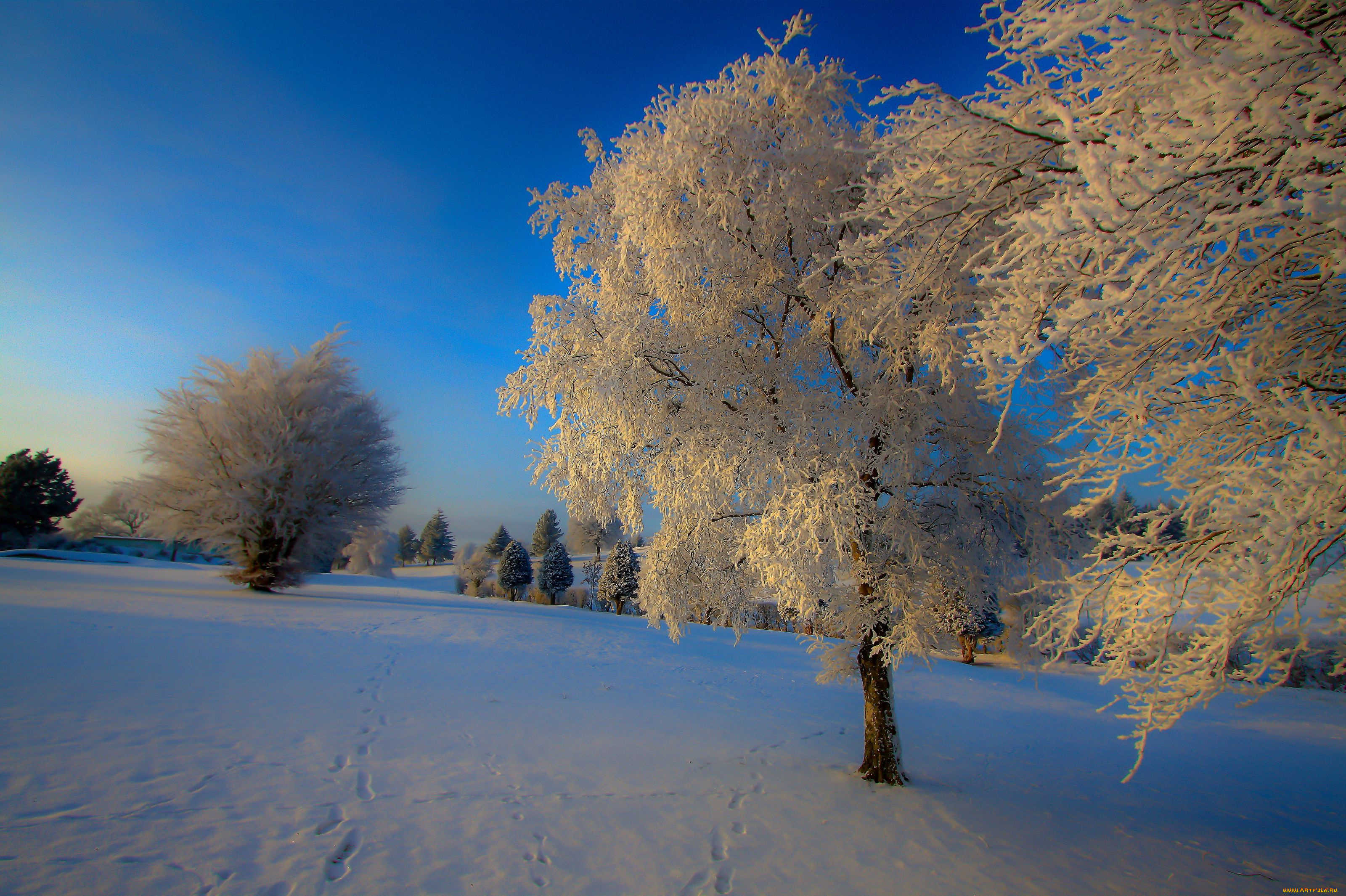 природа, зима, снег, деревья