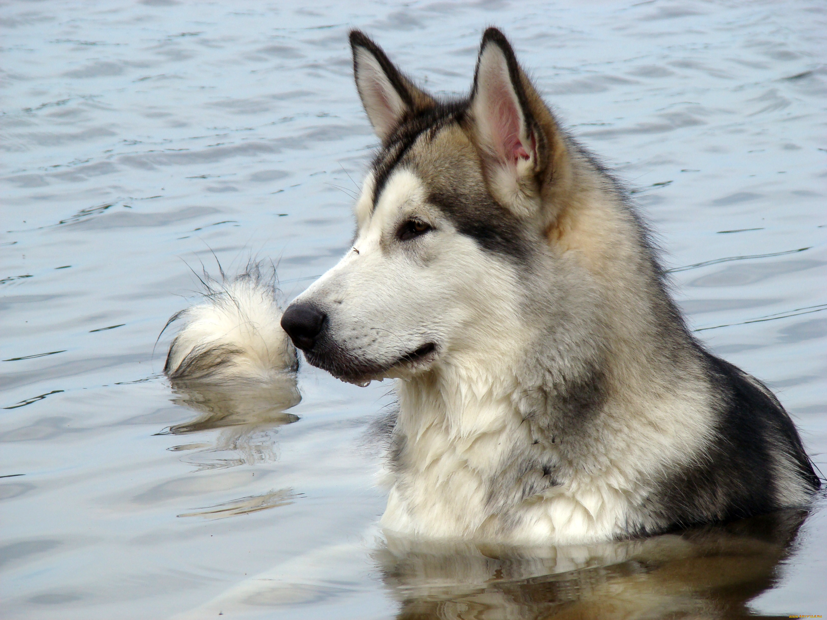 животные, собаки, лайка, хаски, собака
