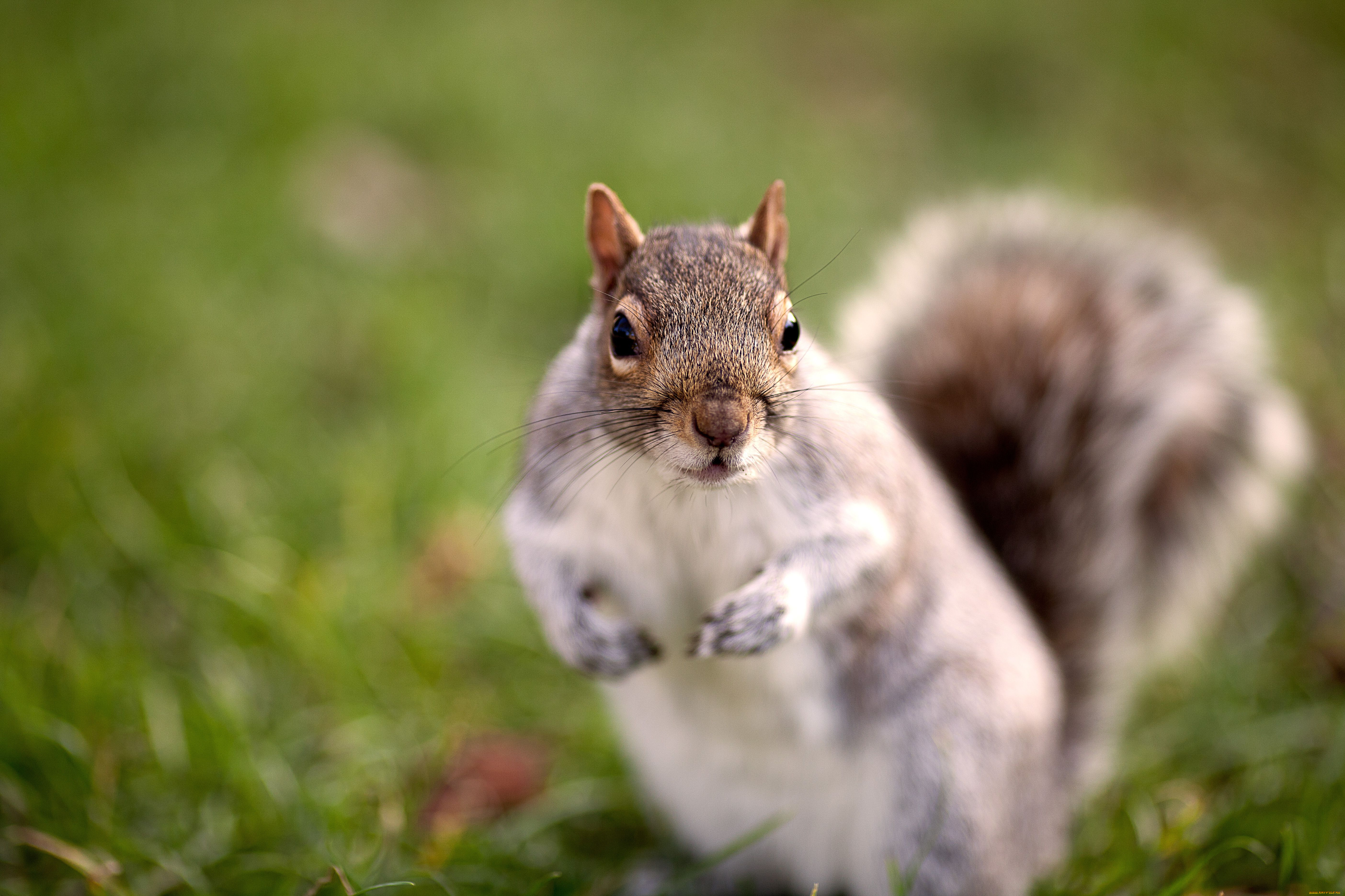 животные, белки, мордочка