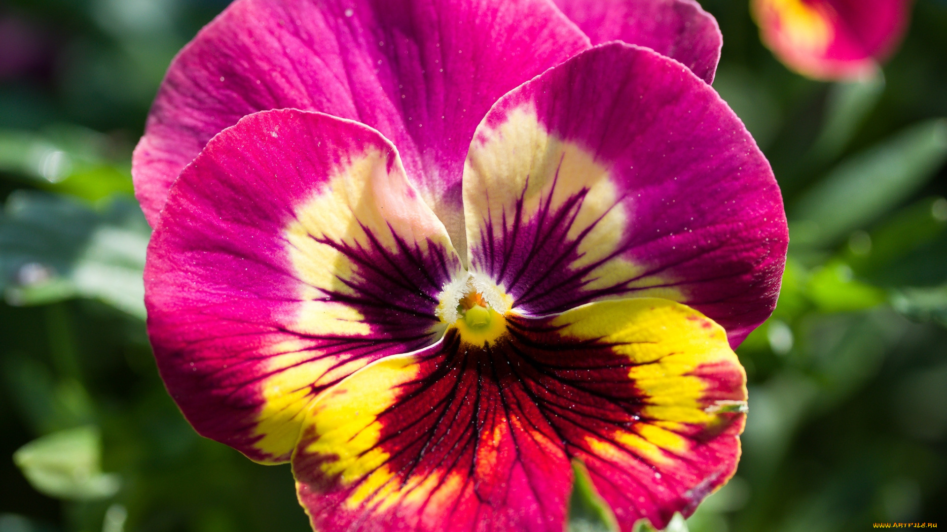 цветы, анютины, глазки, , садовые, фиалки, яркий