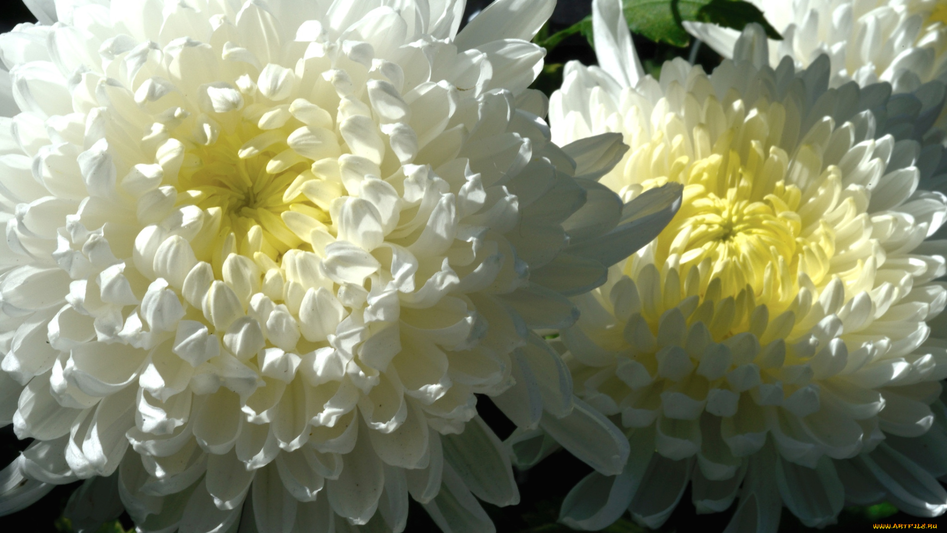 цветы, астры, макро