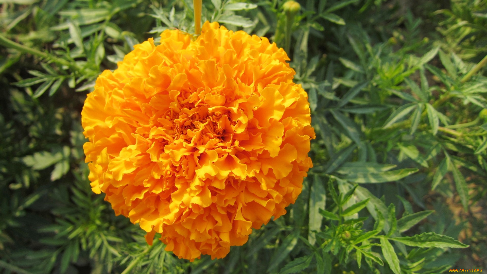цветы, бархатцы, оранжевый