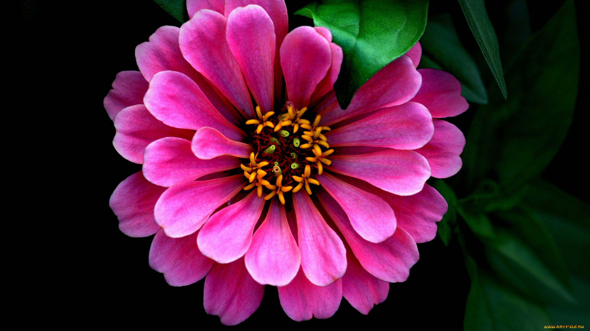 цветы, цинния, розовый