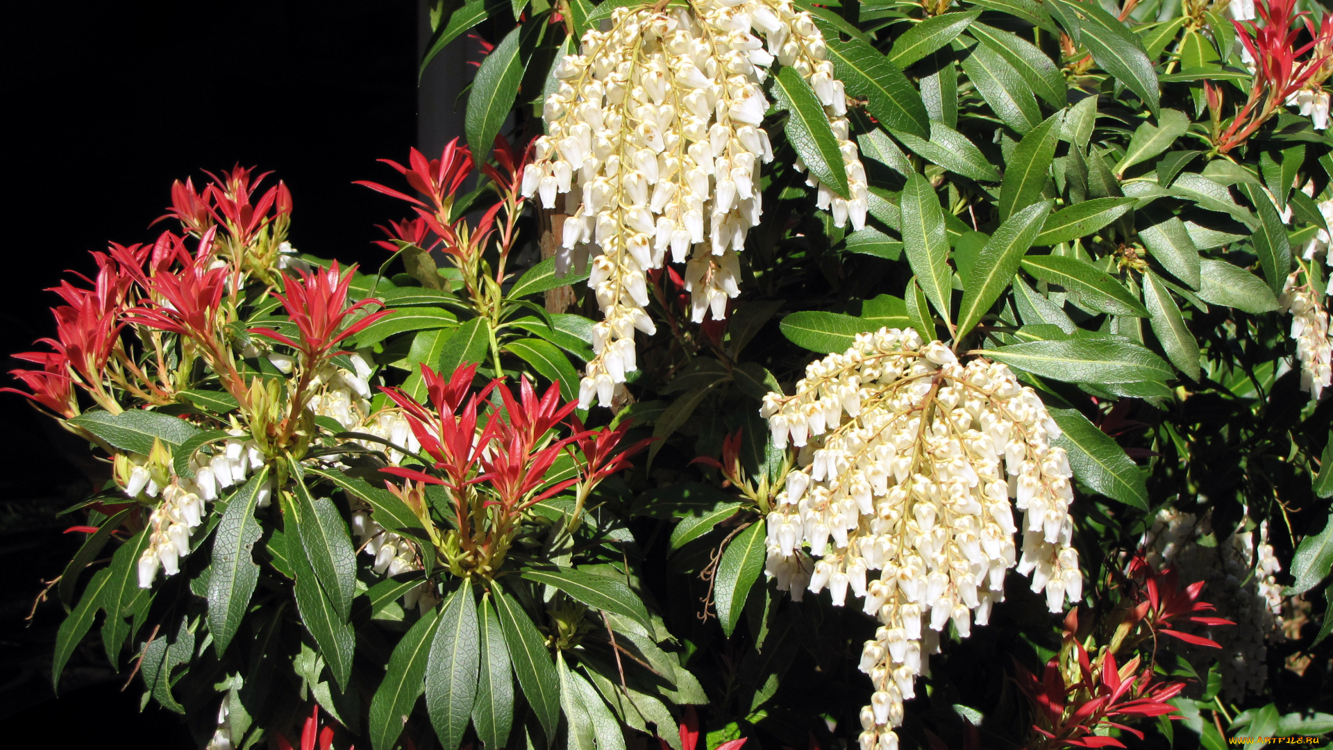цветы, цветущие, деревья, , , кустарники, красный, белый, куст