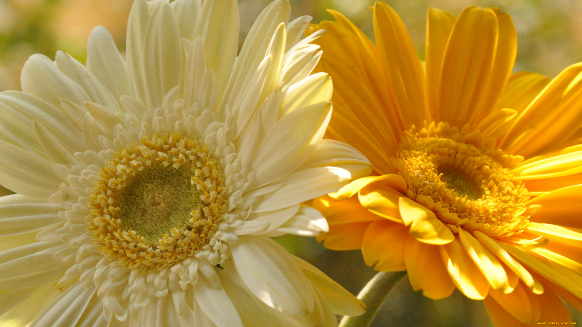 цветы, герберы