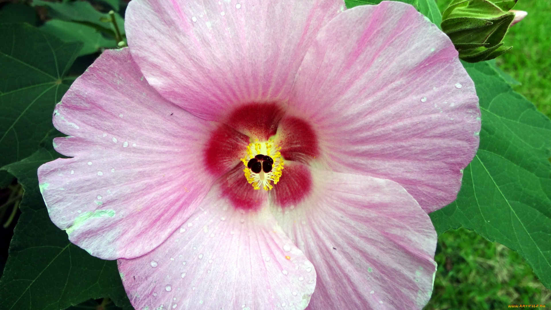 цветы, гибискусы, макро