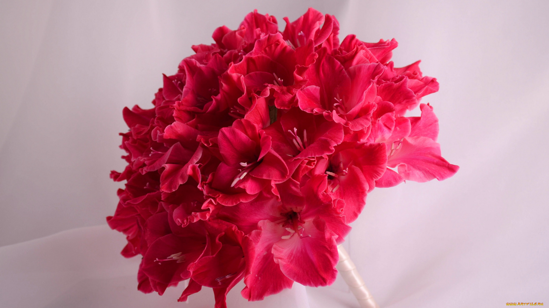 цветы, гладиолусы, букет, гладиолус