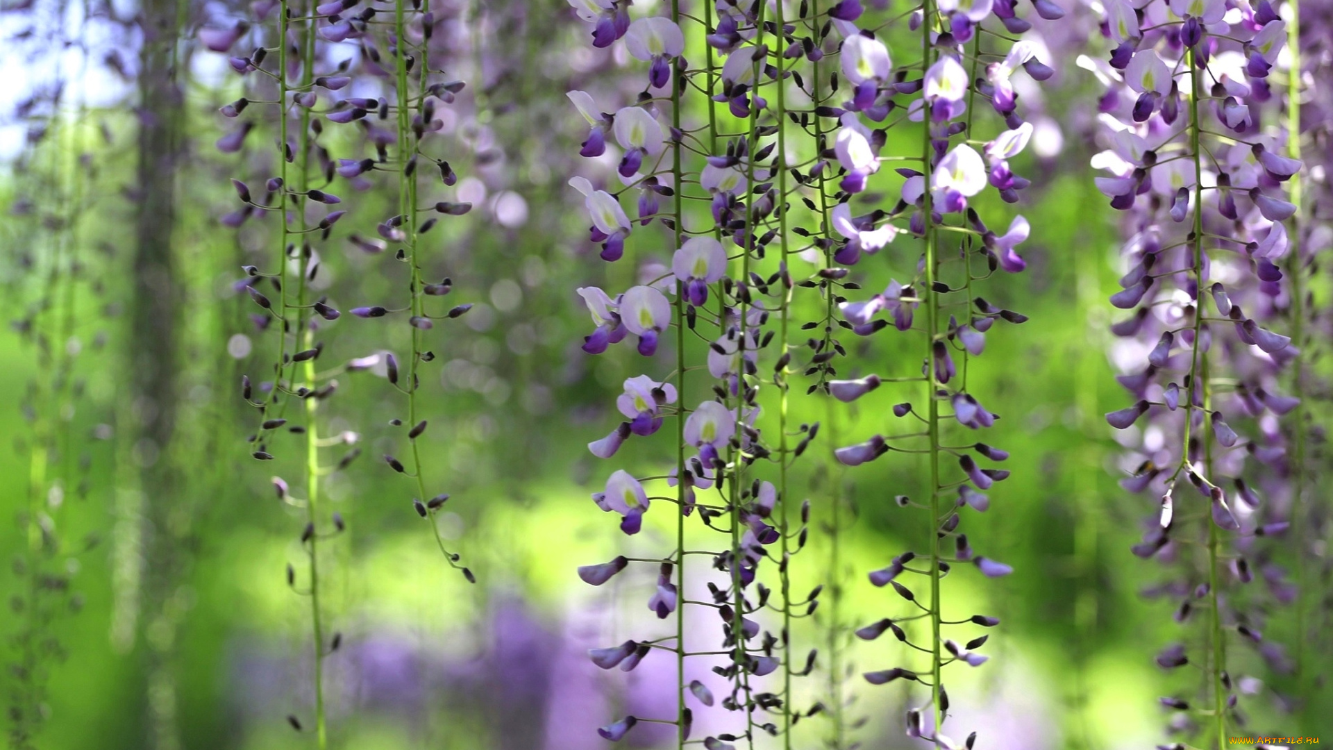 цветы, глициния, вистерия