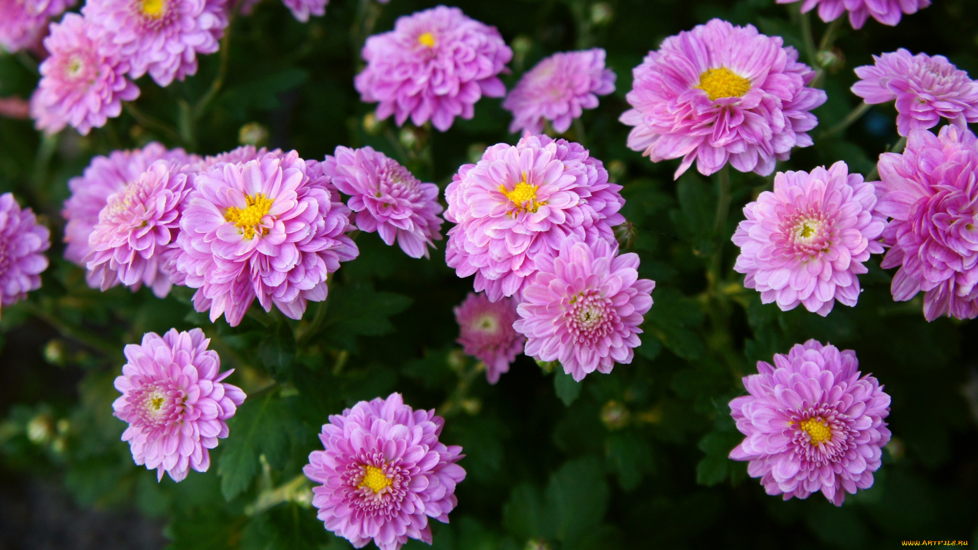 цветы, хризантемы, лепестки