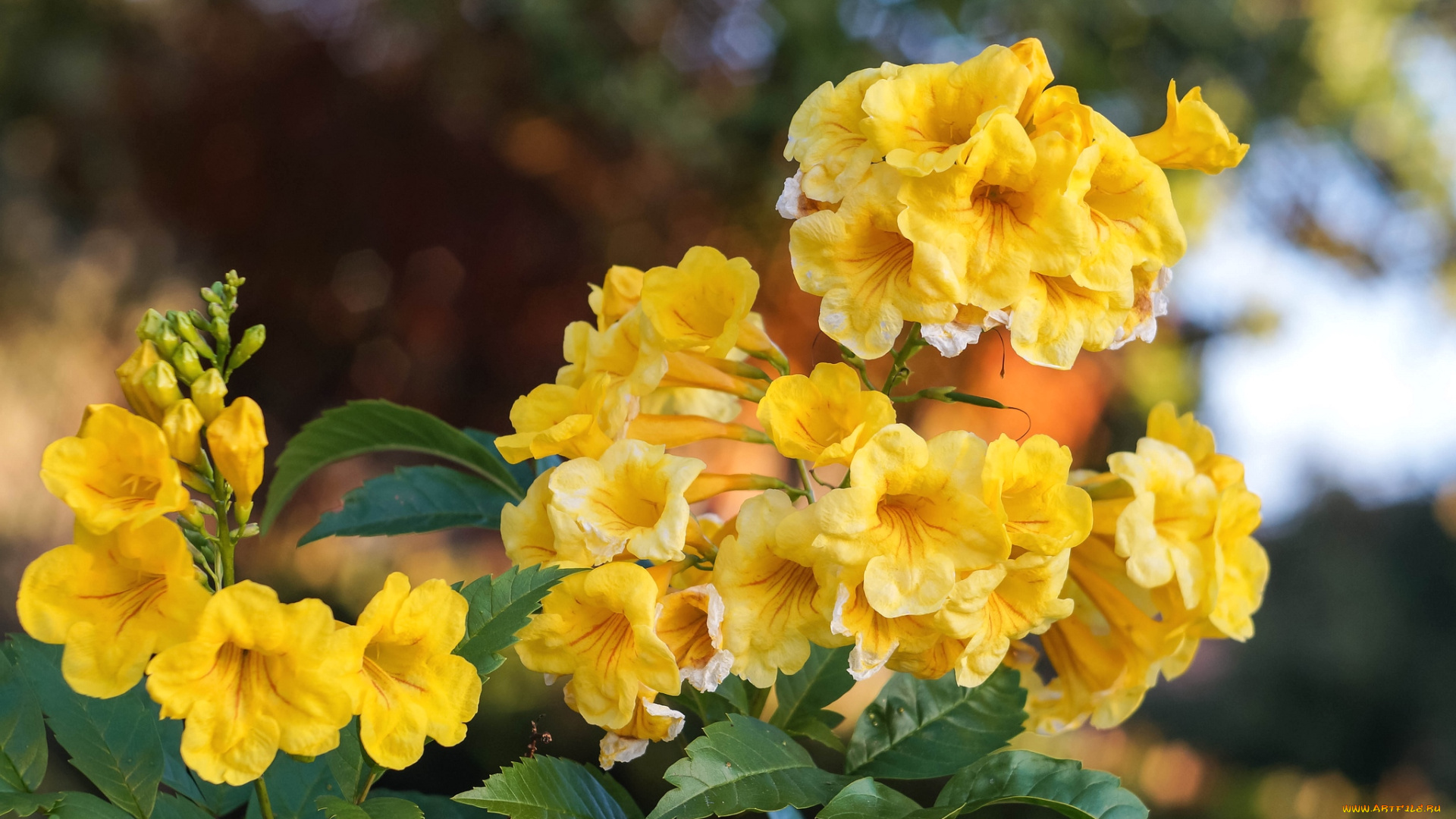 цветы, кампсис, , текома, желтый