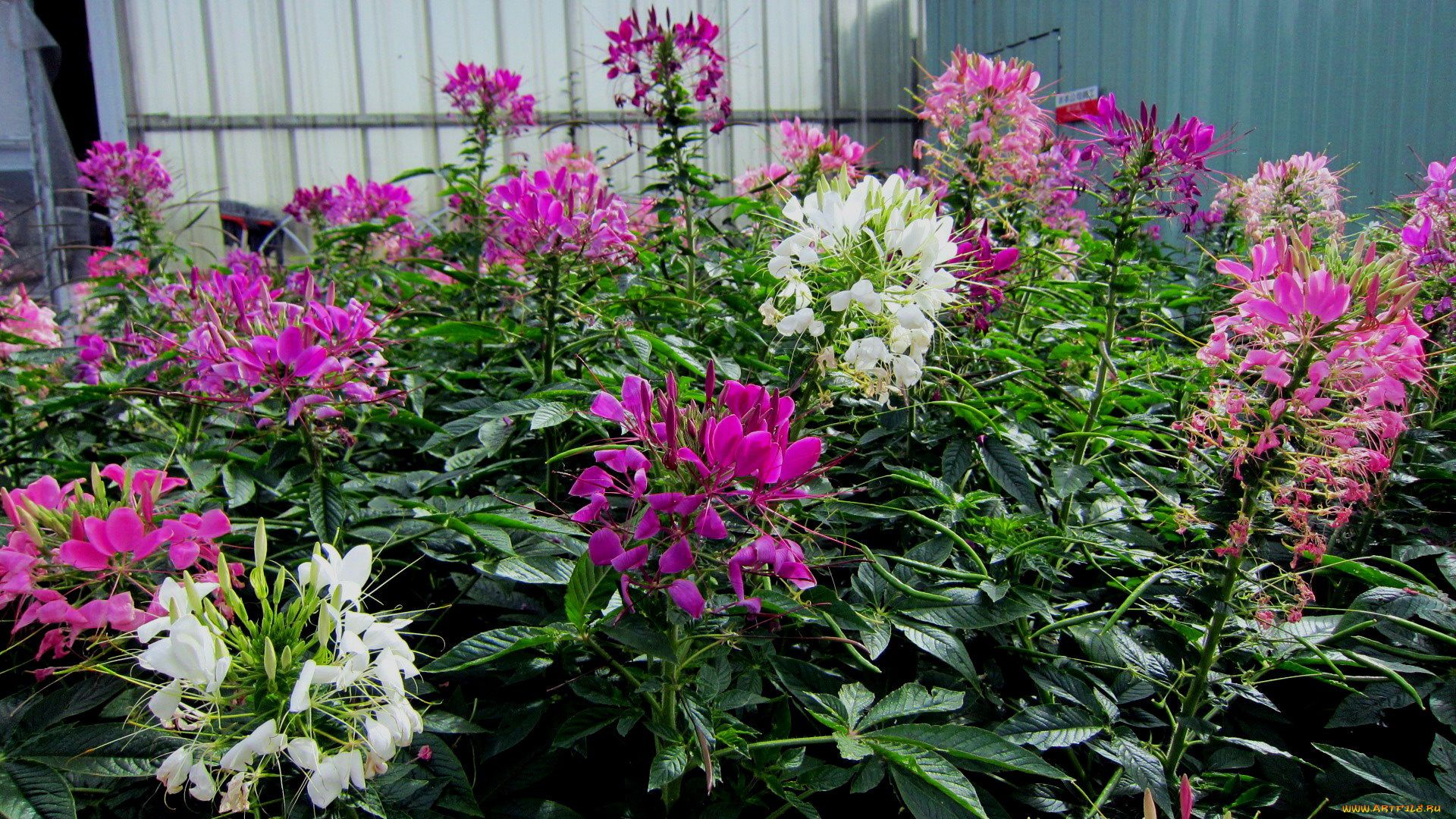 цветы, клеомы, белый, розовый