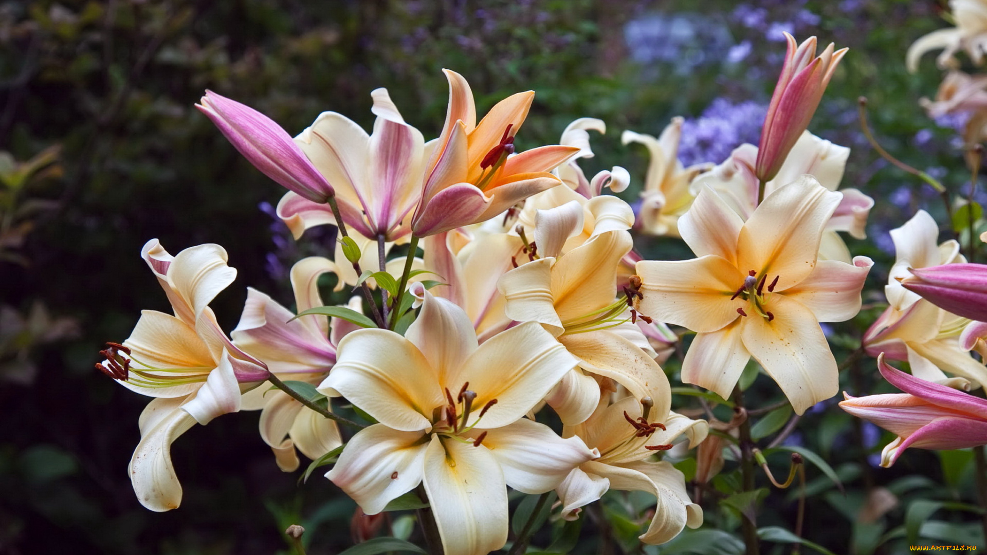 цветы, лилии, , лилейники, сад
