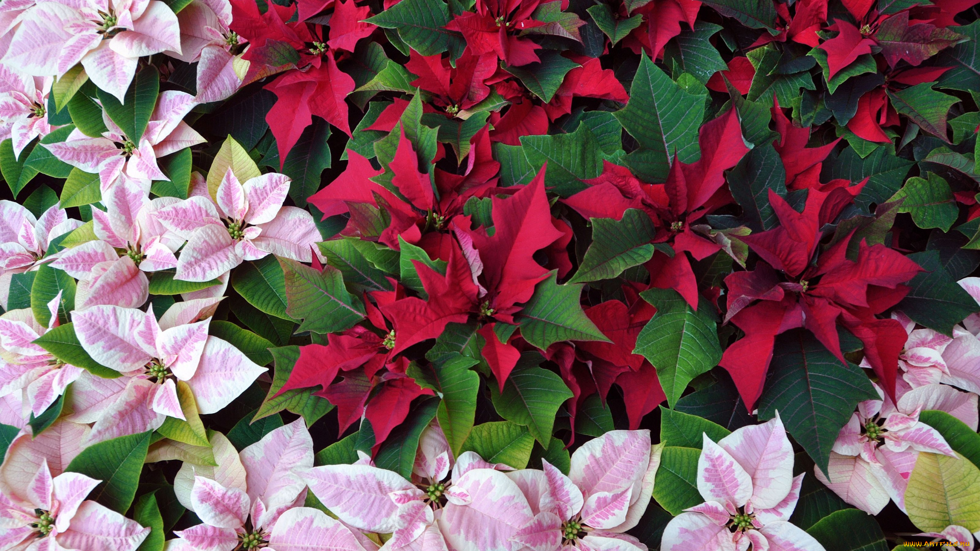 цветы, пуансеттия, молочай, красивейший