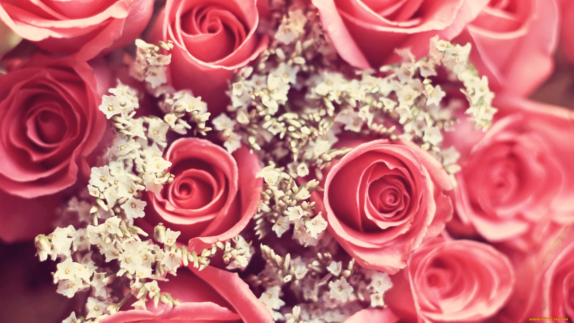 цветы, разные, вместе, розовый
