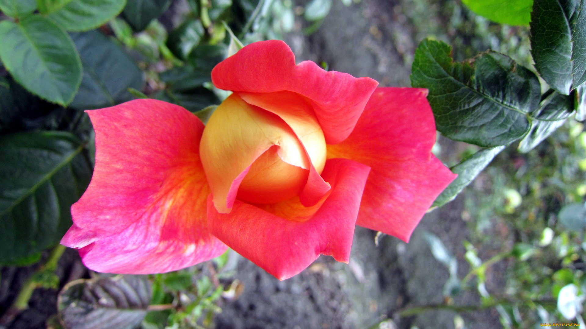 цветы, розы, бутон