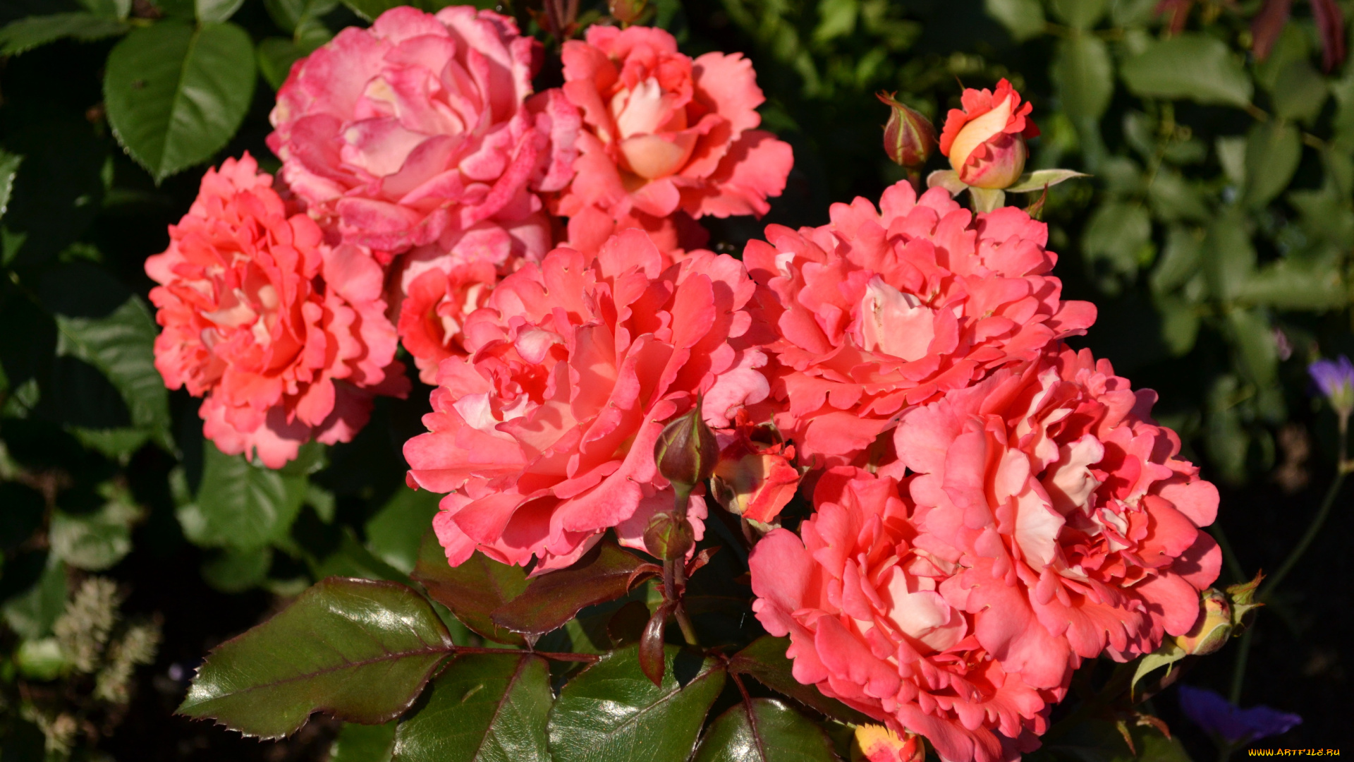 цветы, розы, куст