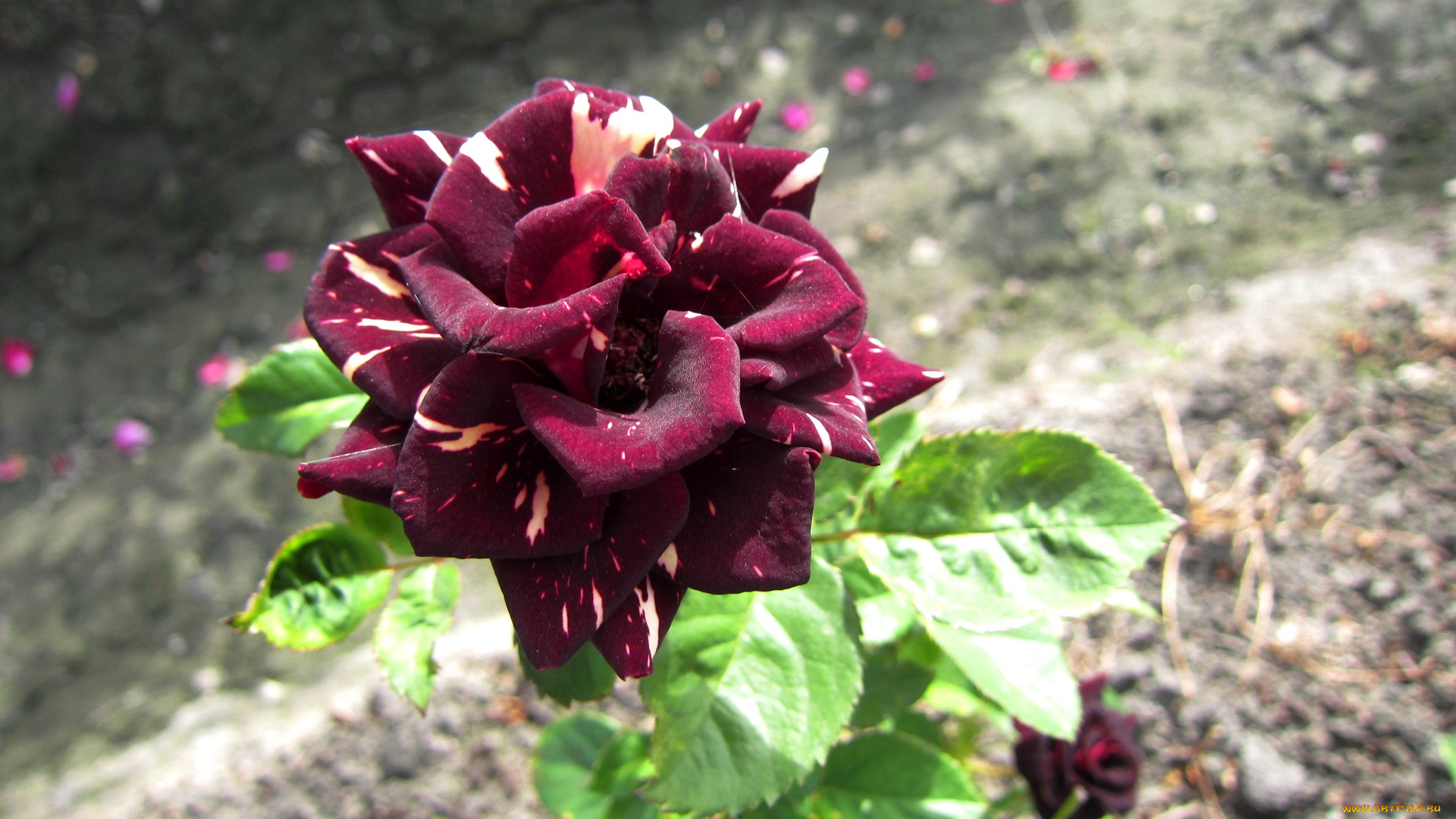 цветы, розы, лепестки