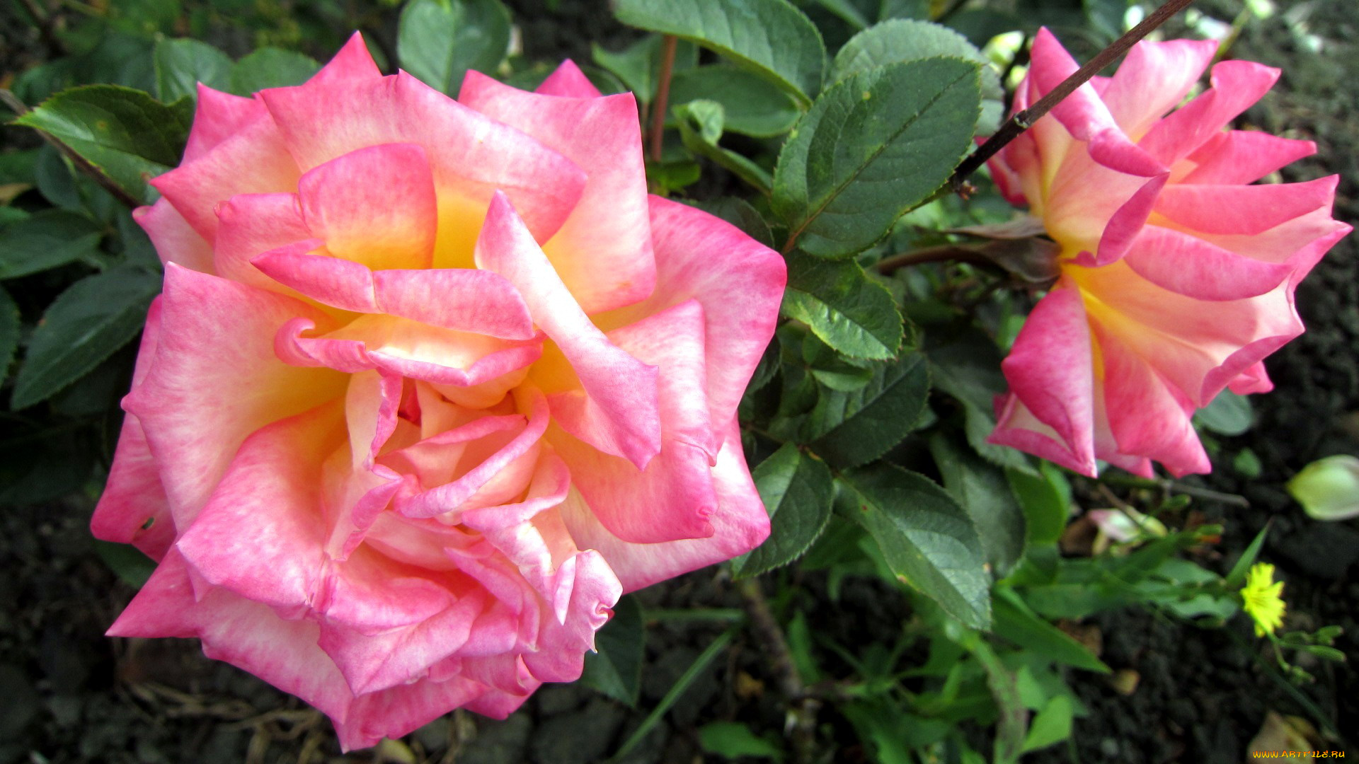 цветы, розы, лепестки